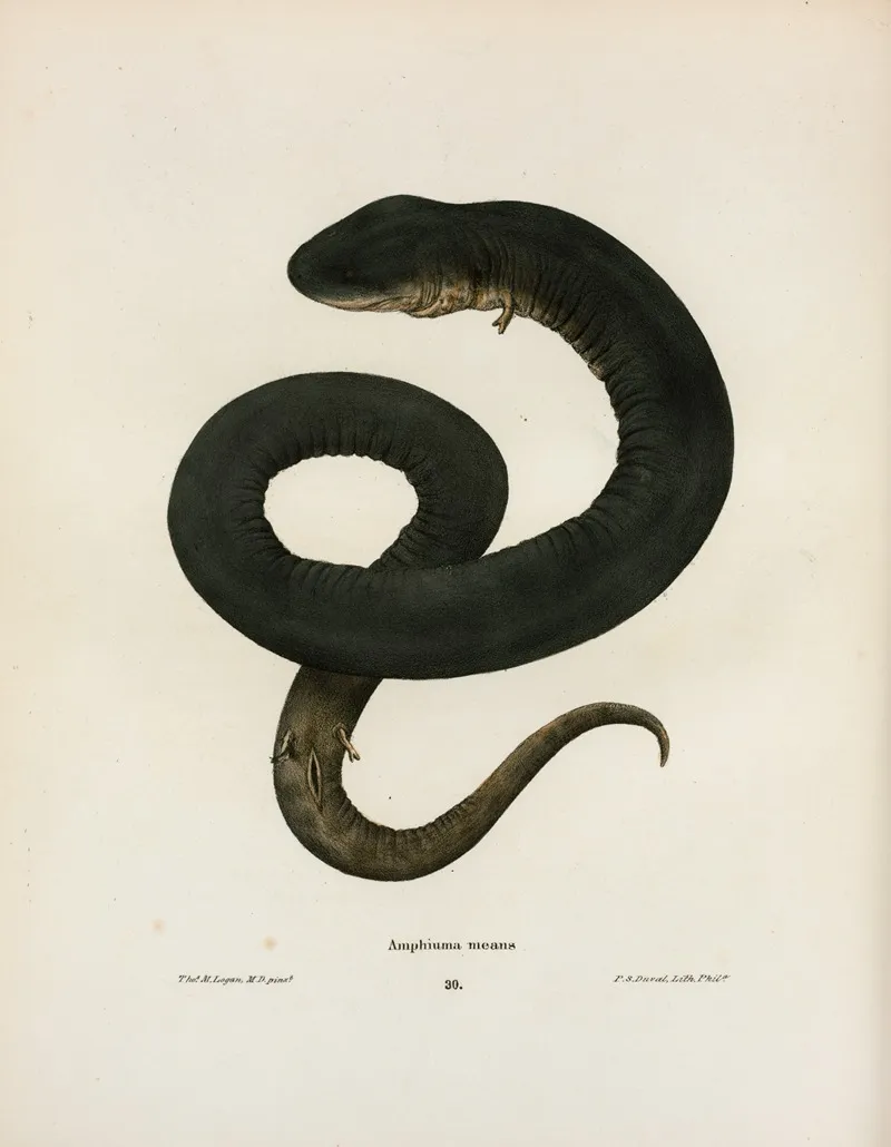 Amphiuma Means 2 Wall Art by John Edwards Holbrook - High-Resolution Digital Print