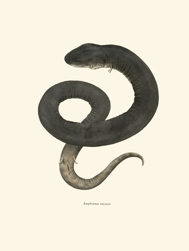 Amphiuma Means Wall Art by John Edwards Holbrook - High-Resolution Digital Print