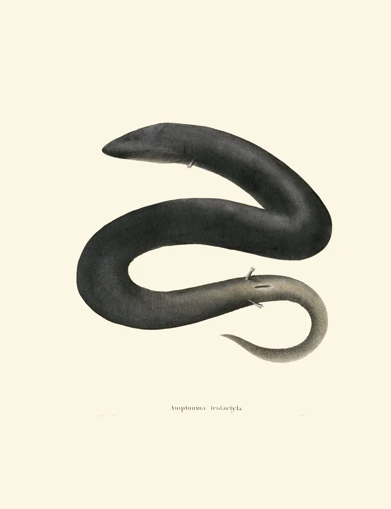 Amphiuma Tridactyla Wall Art by John Edwards Holbrook - High-Resolution Digital Print