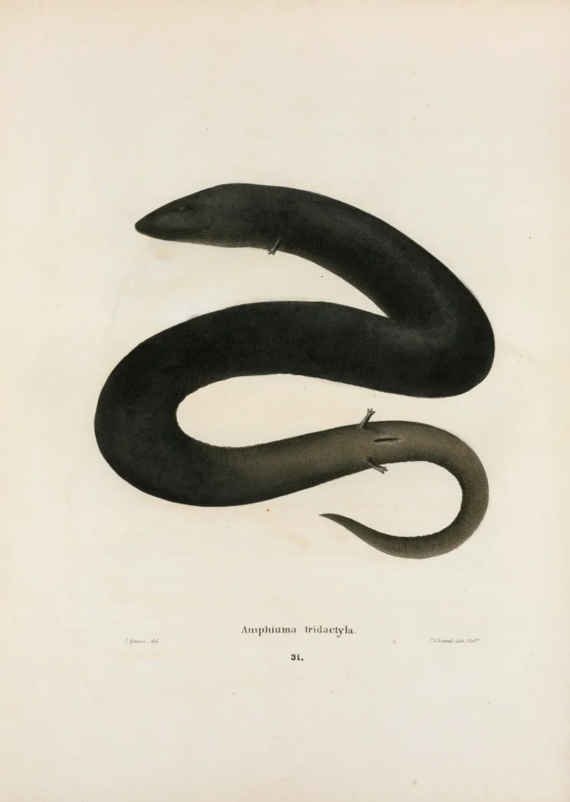 Amphiuma Tridactylum Wall Art by John Edwards Holbrook - High-Resolution Digital Print
