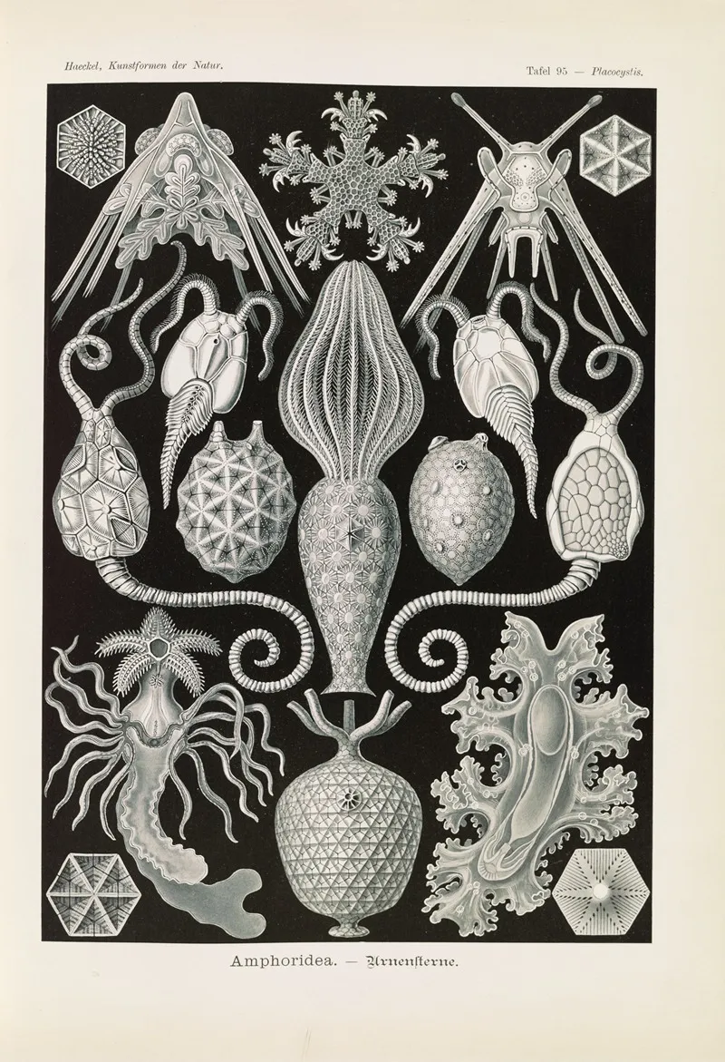 Amphoridea Urnensterne Wall Art by Ernst Haeckel - High-Resolution Digital Print