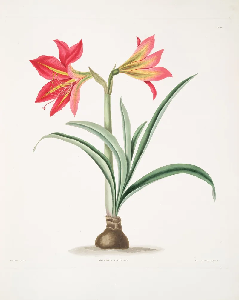 Amryllis Platypetala 2 Wall Art by Priscilla Susan Bury - High-Resolution Digital Print