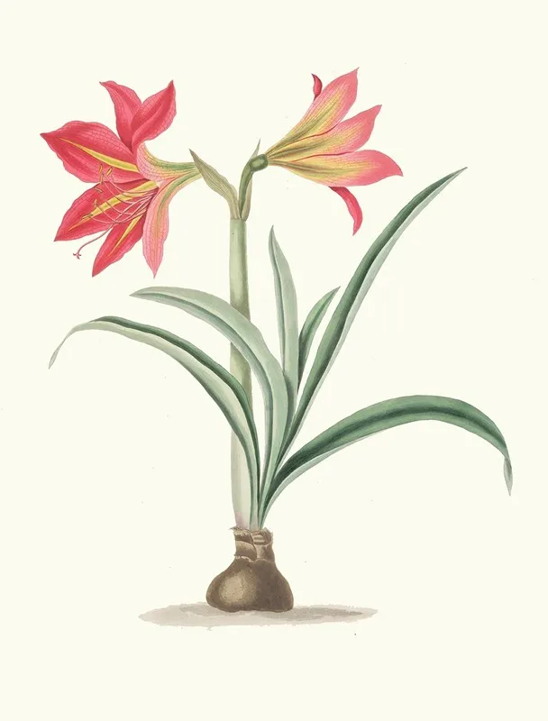 Amryllis Platypetala Wall Art by Priscilla Susan Bury - High-Resolution Digital Print