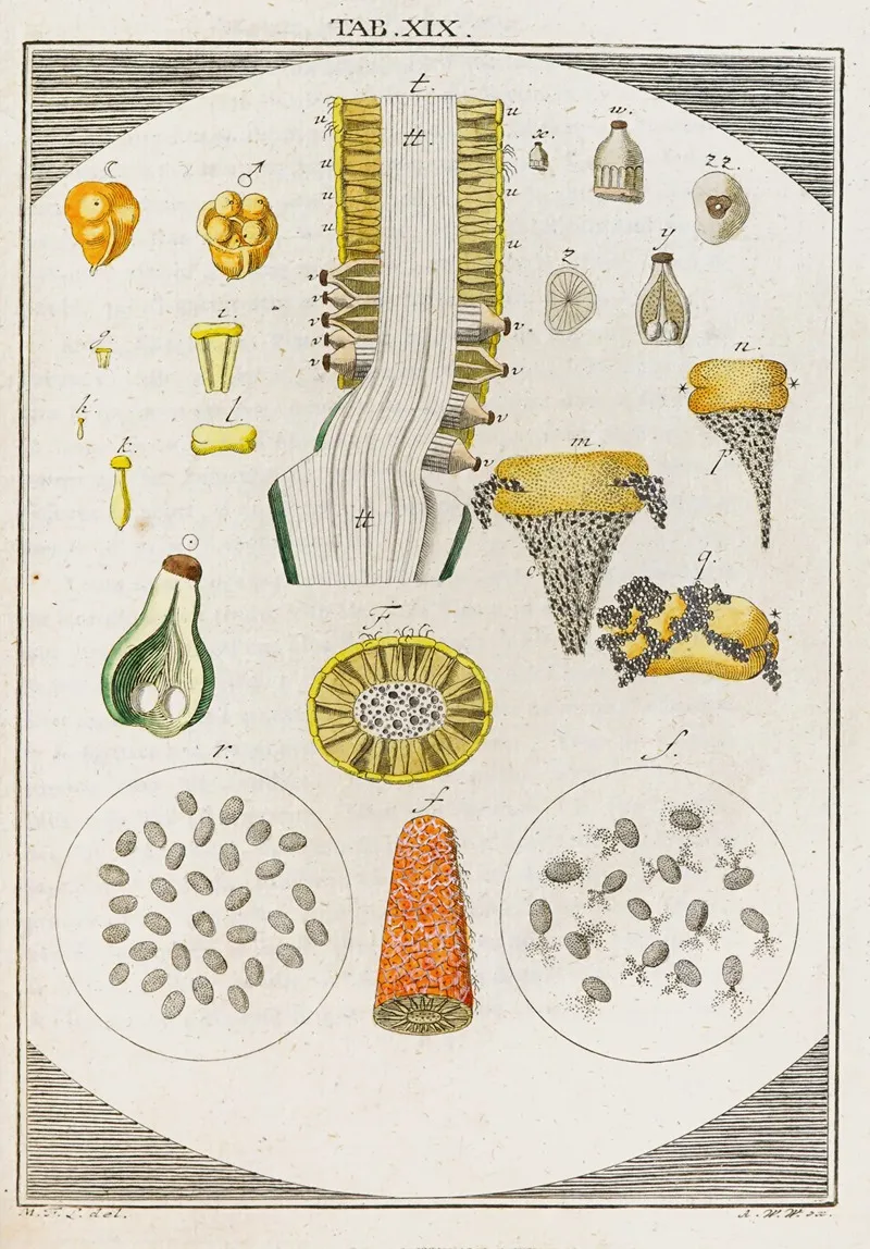 Amusement Microscopique Tant Pour Lesprit Que Pour Les Yeux Pl 020 Wall Art by Martin Frobenius Ledermüller - High-Resolution Digital Print