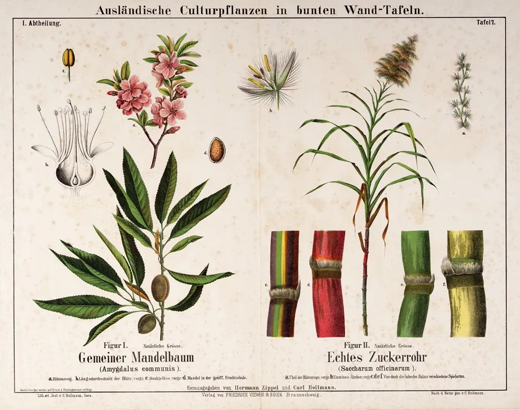 Amygdalus Communis Saccharum Officinarum Amandelboom Suikerriet Wall Art by Hermann Zippel - High-Resolution Digital Print
