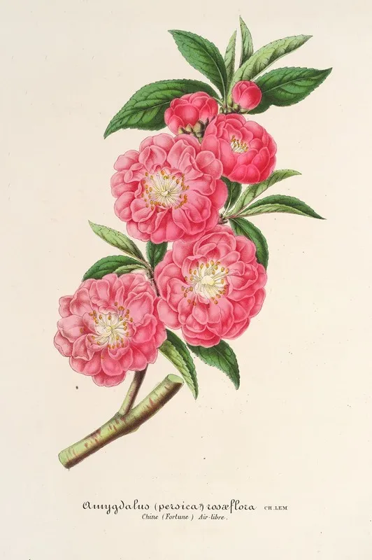 Amygdalus Persica Roaeflora Wall Art by Charles Antoine Lemaire - High-Resolution Digital Print
