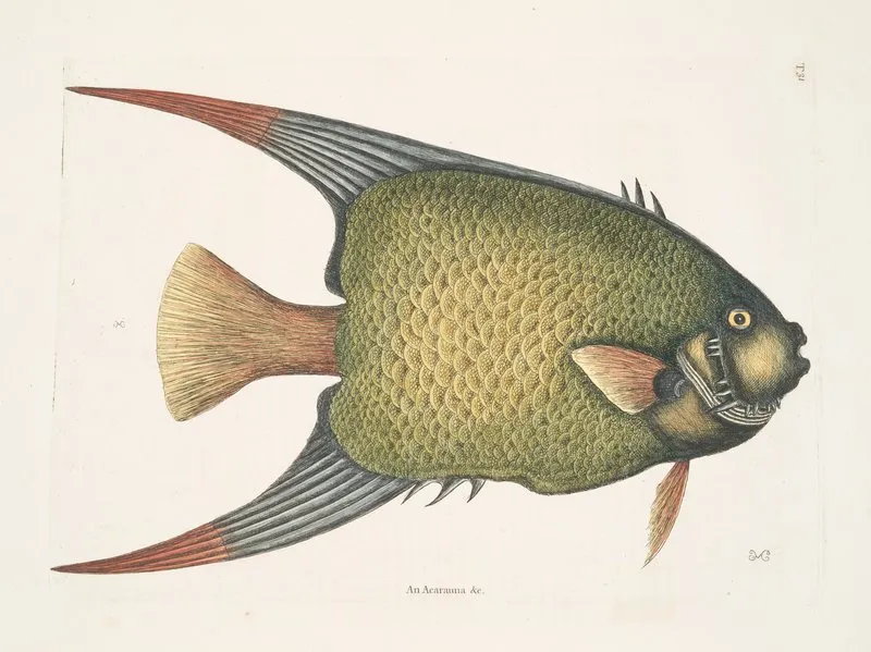 An Acarauna C The Angel Fish Wall Art by Mark Catesby - High-Resolution Digital Print
