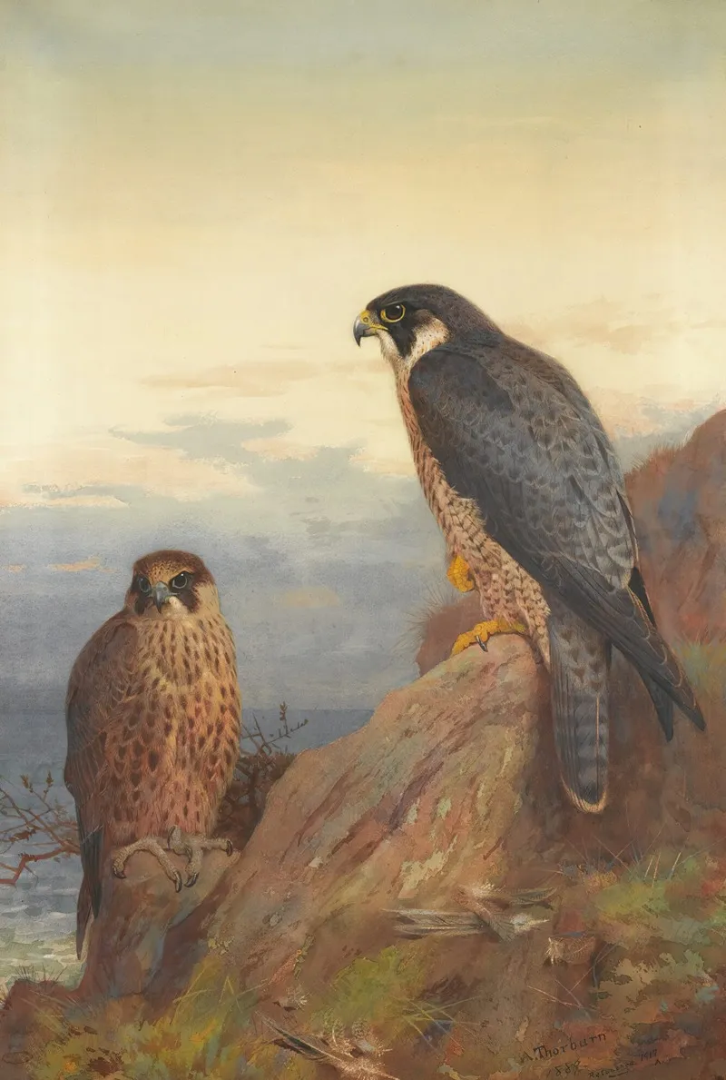 An Adult And Immature Peregrine Wall Art by Archibald Thorburn - High-Resolution Digital Print