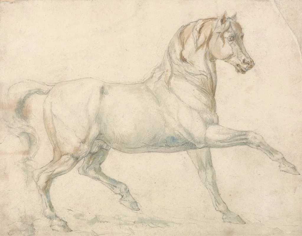 An Arabian Stallion Walking To Right
