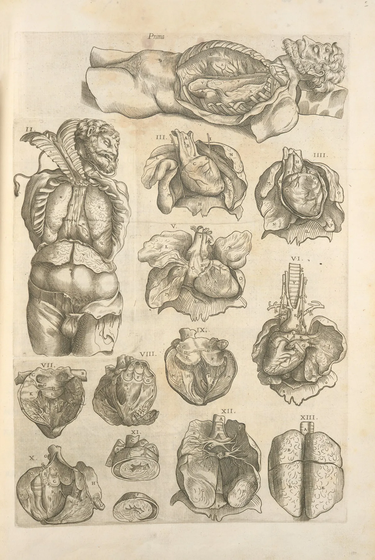 An Atomy Of The Male Body