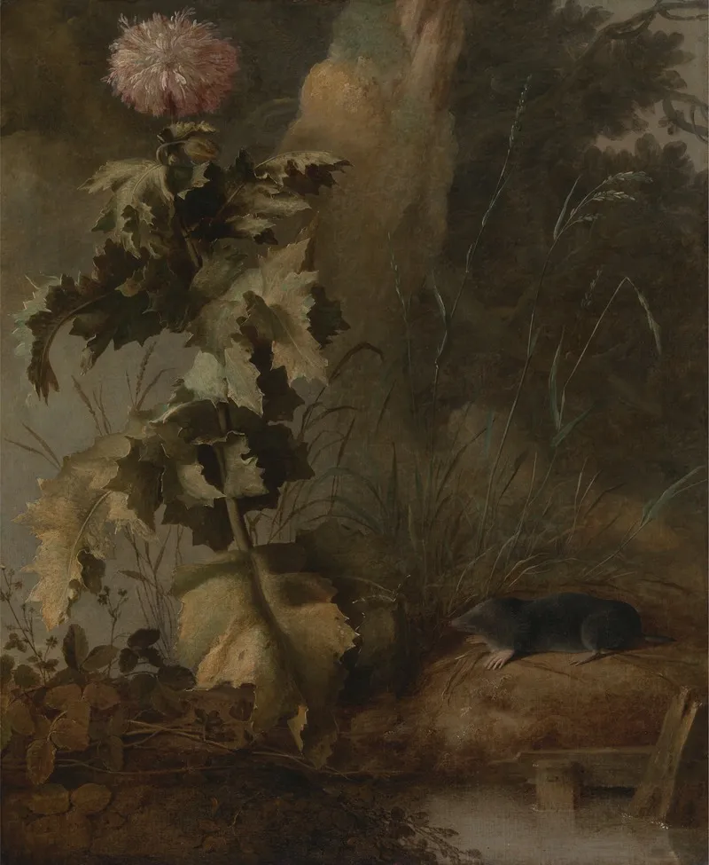 An Egyptian Poppy And A Water Mole