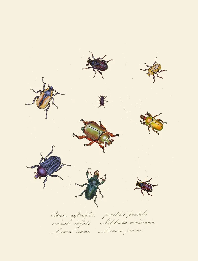 An Epitome Of The Natural History Of The Insects Of New Holland New Zealand Pl 01 Wall Art by Edward Donovan - High-Resolution Digital Print
