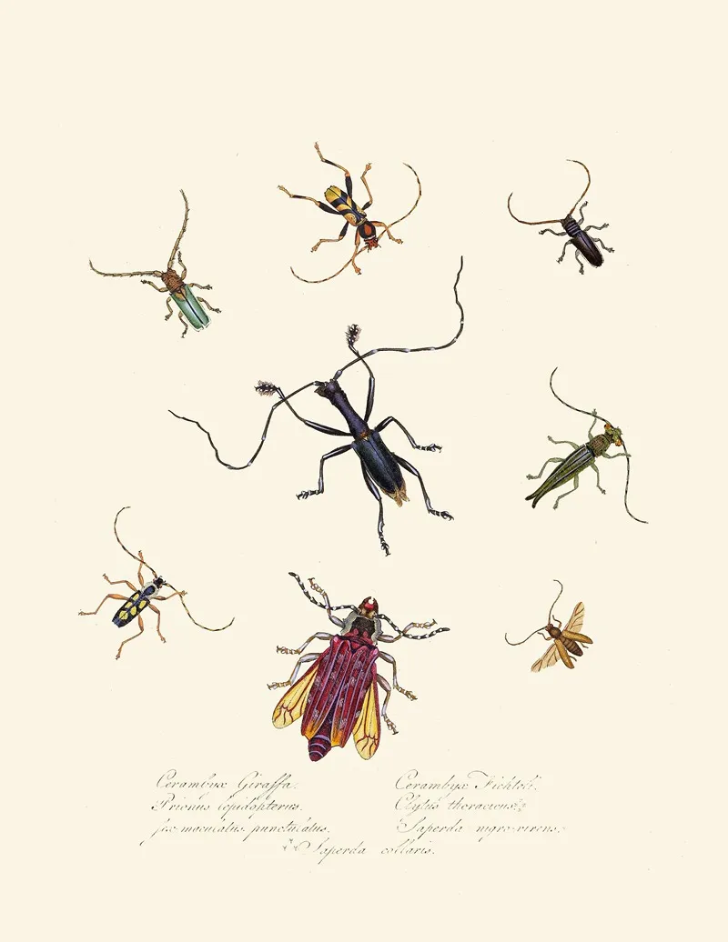 An Epitome Of The Natural History Of The Insects Of New Holland New Zealand Pl 04 Wall Art by Edward Donovan - High-Resolution Digital Print
