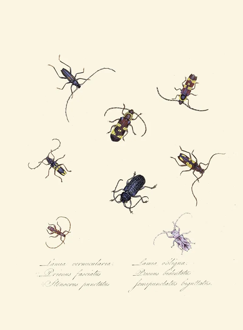 An Epitome Of The Natural History Of The Insects Of New Holland New Zealand Pl 05 Wall Art by Edward Donovan - High-Resolution Digital Print