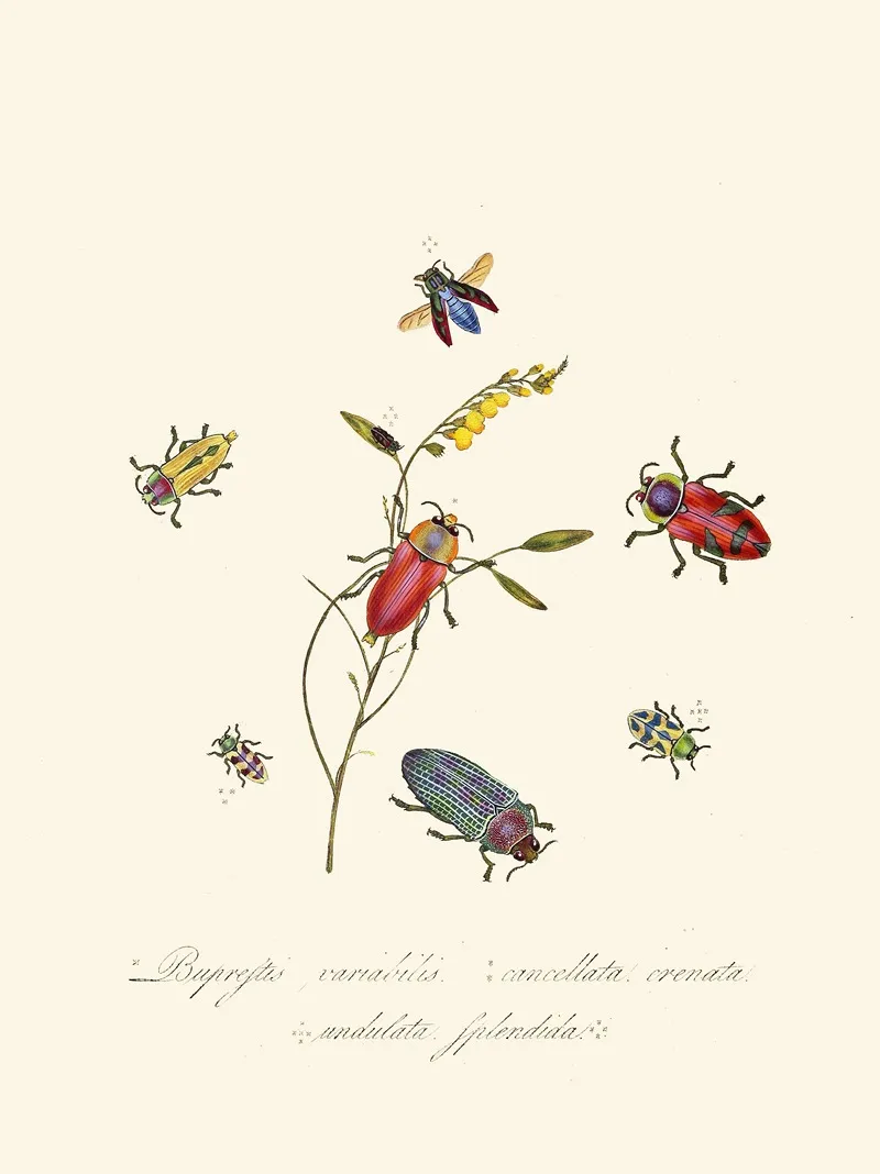 An Epitome Of The Natural History Of The Insects Of New Holland New Zealand Pl 06 Wall Art by Edward Donovan - High-Resolution Digital Print