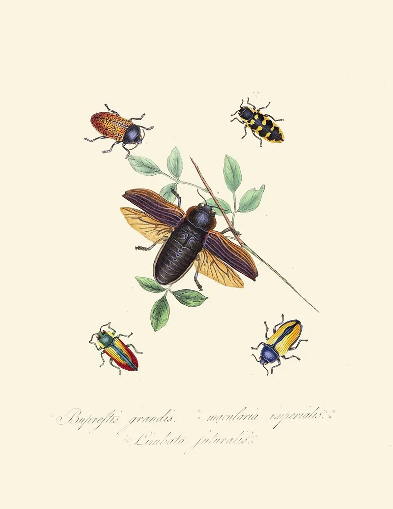 An Epitome Of The Natural History Of The Insects Of New Holland New Zealand Pl 07 Wall Art by Edward Donovan - High-Resolution Digital Print