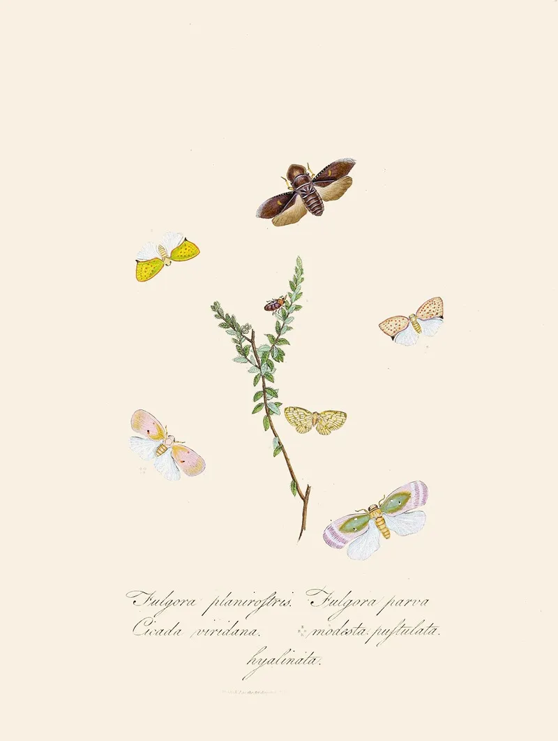 An Epitome Of The Natural History Of The Insects Of New Holland New Zealand Pl 08 Wall Art by Edward Donovan - High-Resolution Digital Print