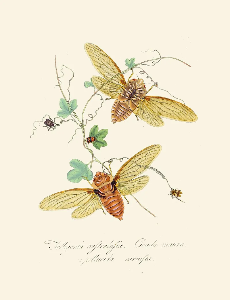 An Epitome Of The Natural History Of The Insects Of New Holland New Zealand Pl 09 Wall Art by Edward Donovan - High-Resolution Digital Print