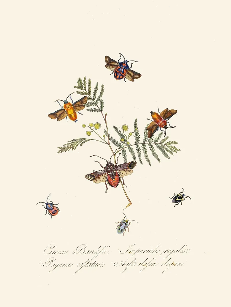 An Epitome Of The Natural History Of The Insects Of New Holland New Zealand Pl 10 Wall Art by Edward Donovan - High-Resolution Digital Print