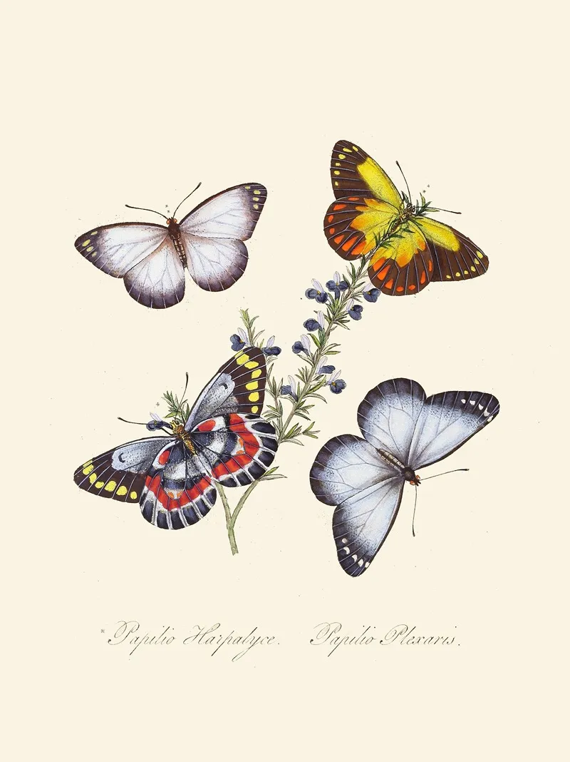 An Epitome Of The Natural History Of The Insects Of New Holland New Zealand Pl 17 Wall Art by Edward Donovan - High-Resolution Digital Print