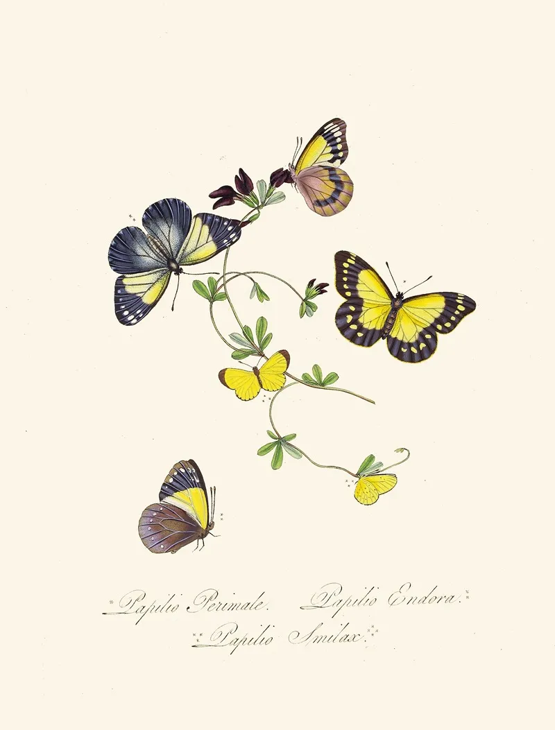 An Epitome Of The Natural History Of The Insects Of New Holland New Zealand Pl 19 Wall Art by Edward Donovan - High-Resolution Digital Print