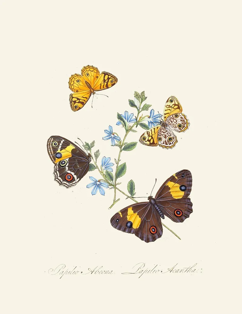 An Epitome Of The Natural History Of The Insects Of New Holland New Zealand Pl 21 Wall Art by Edward Donovan - High-Resolution Digital Print