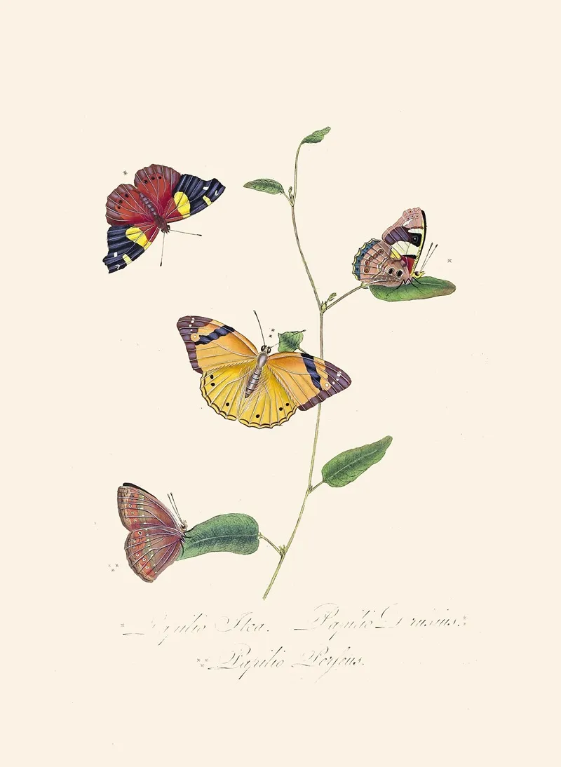 An Epitome Of The Natural History Of The Insects Of New Holland New Zealand Pl 25 Wall Art by Edward Donovan - High-Resolution Digital Print