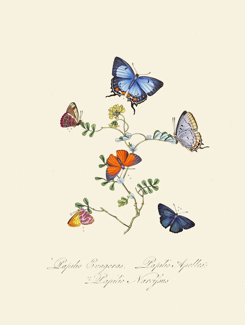An Epitome Of The Natural History Of The Insects Of New Holland New Zealand Pl 29 Wall Art by Edward Donovan - High-Resolution Digital Print