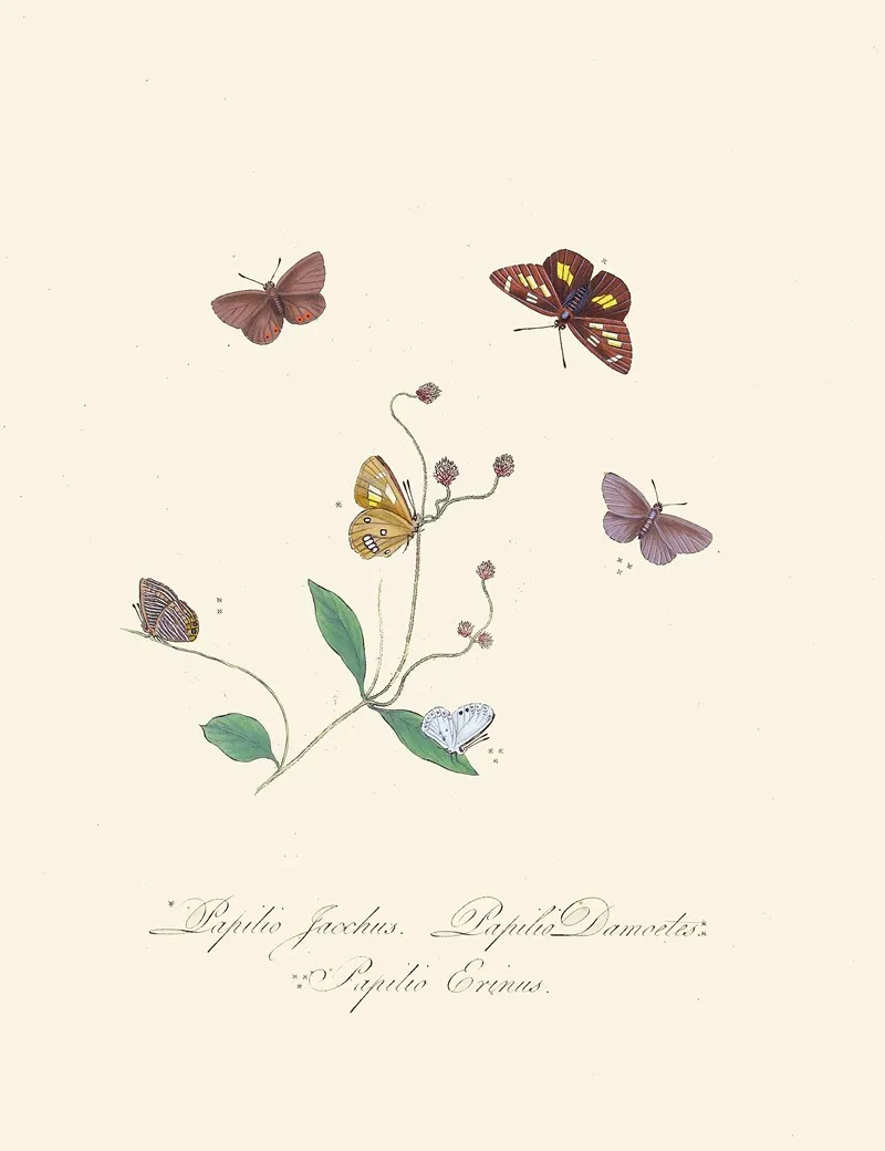 An Epitome Of The Natural History Of The Insects Of New Holland New Zealand Pl 30 Wall Art by Edward Donovan - High-Resolution Digital Print