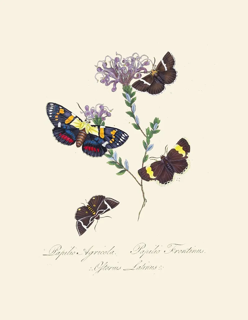 An Epitome Of The Natural History Of The Insects Of New Holland New Zealand Pl 31 Wall Art by Edward Donovan - High-Resolution Digital Print