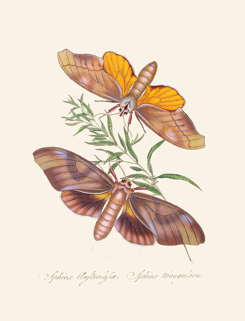 An Epitome Of The Natural History Of The Insects Of New Holland New Zealand Pl 32 Wall Art by Edward Donovan - High-Resolution Digital Print