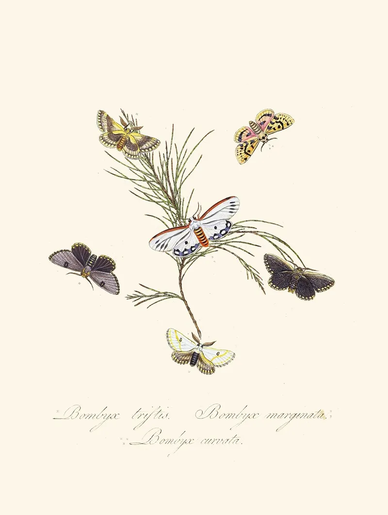 An Epitome Of The Natural History Of The Insects Of New Holland New Zealand Pl 33 Wall Art by Edward Donovan - High-Resolution Digital Print