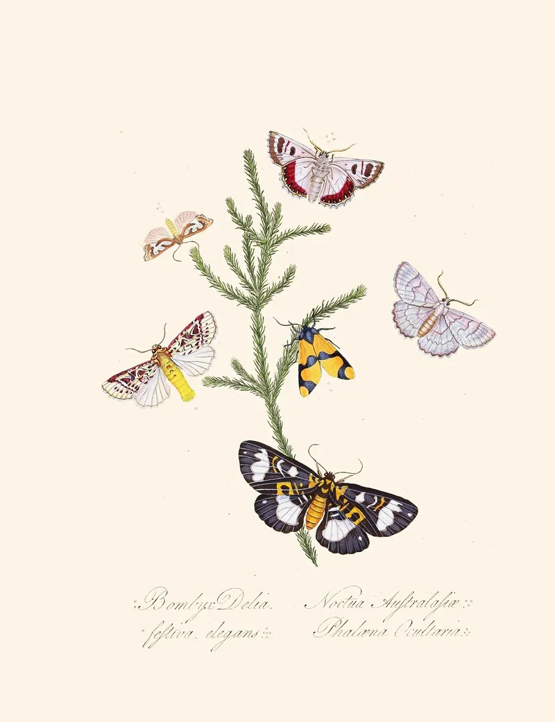 An Epitome Of The Natural History Of The Insects Of New Holland New Zealand Pl 35 Wall Art by Edward Donovan - High-Resolution Digital Print