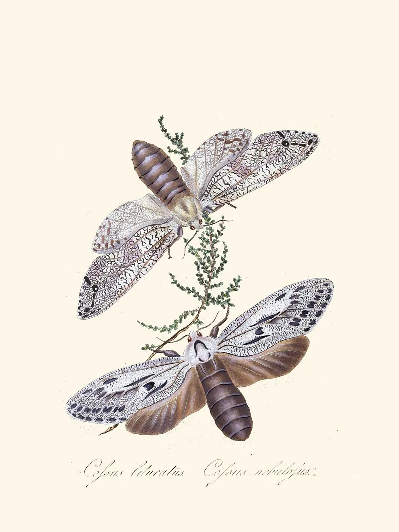 An Epitome Of The Natural History Of The Insects Of New Holland New Zealand Pl 36 Wall Art by Edward Donovan - High-Resolution Digital Print