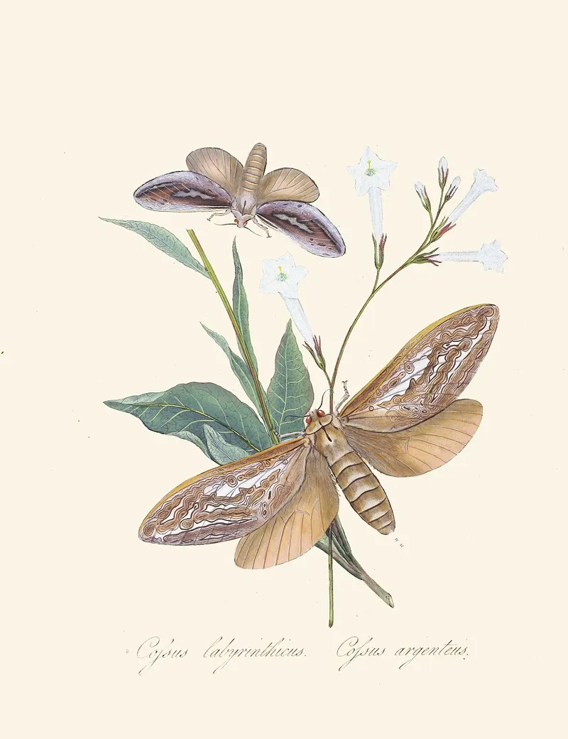 An Epitome Of The Natural History Of The Insects Of New Holland New Zealand Pl 37 Wall Art by Edward Donovan - High-Resolution Digital Print