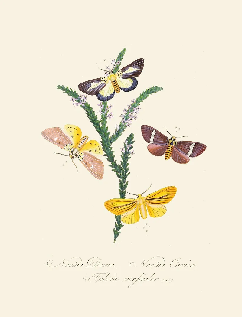 An Epitome Of The Natural History Of The Insects Of New Holland New Zealand Pl 38 Wall Art by Edward Donovan - High-Resolution Digital Print
