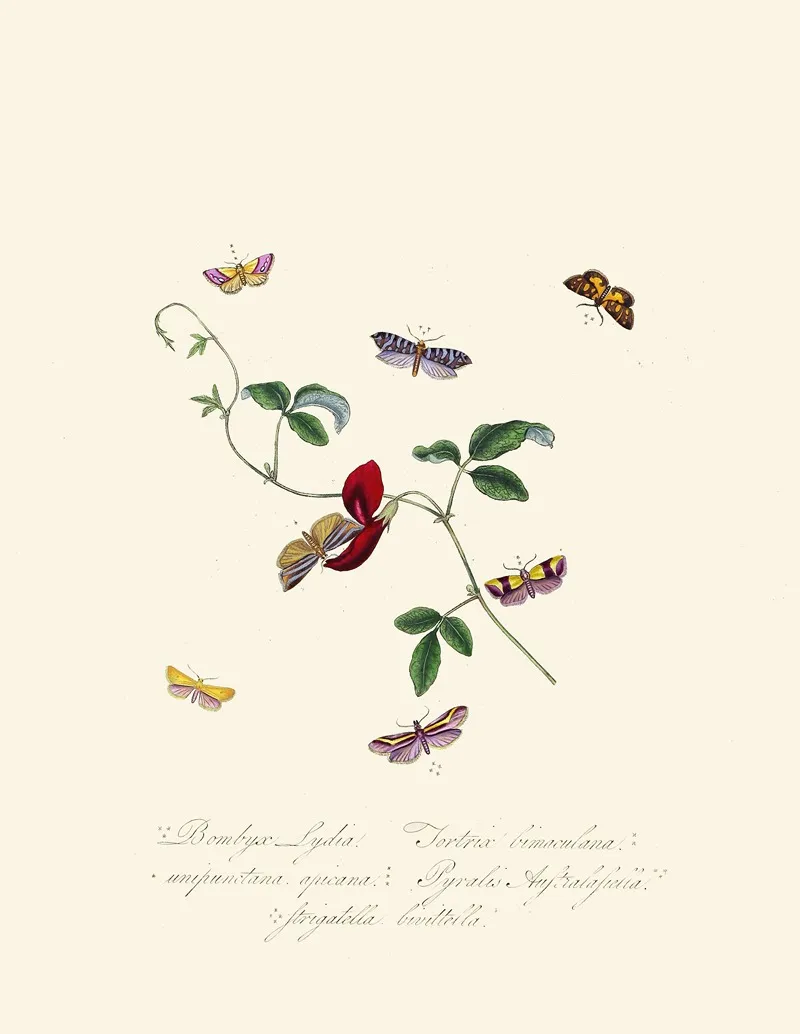 An Epitome Of The Natural History Of The Insects Of New Holland New Zealand Pl 39 Wall Art by Edward Donovan - High-Resolution Digital Print