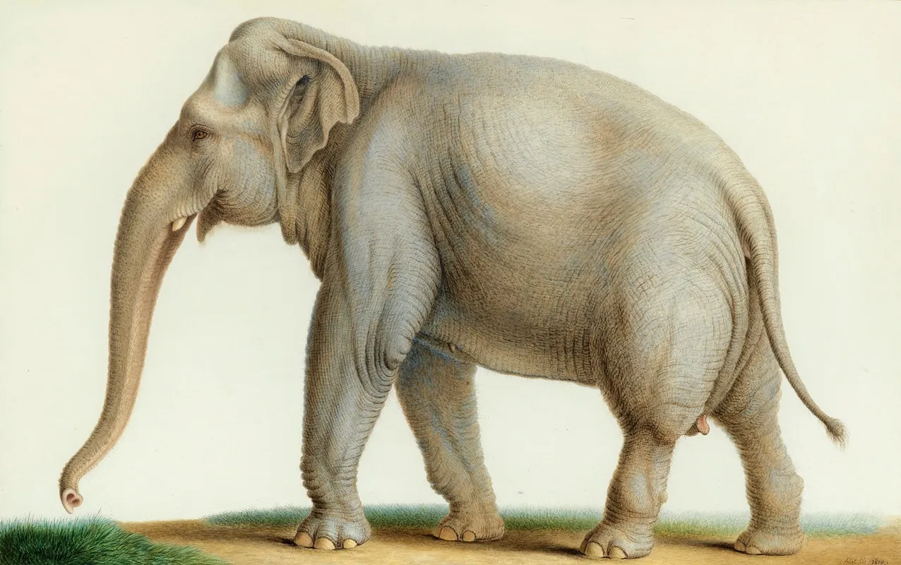 An Indian Elephant Wall Art by Nicolas Huet The Younger - High-Resolution Digital Print