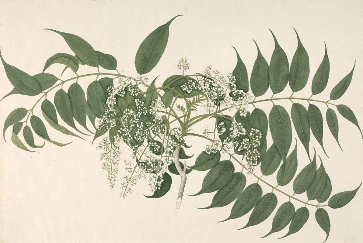An Indian Shrub With White Blossoms And Pointed Leaves Wall Art by Janet Dick - High-Resolution Digital Print