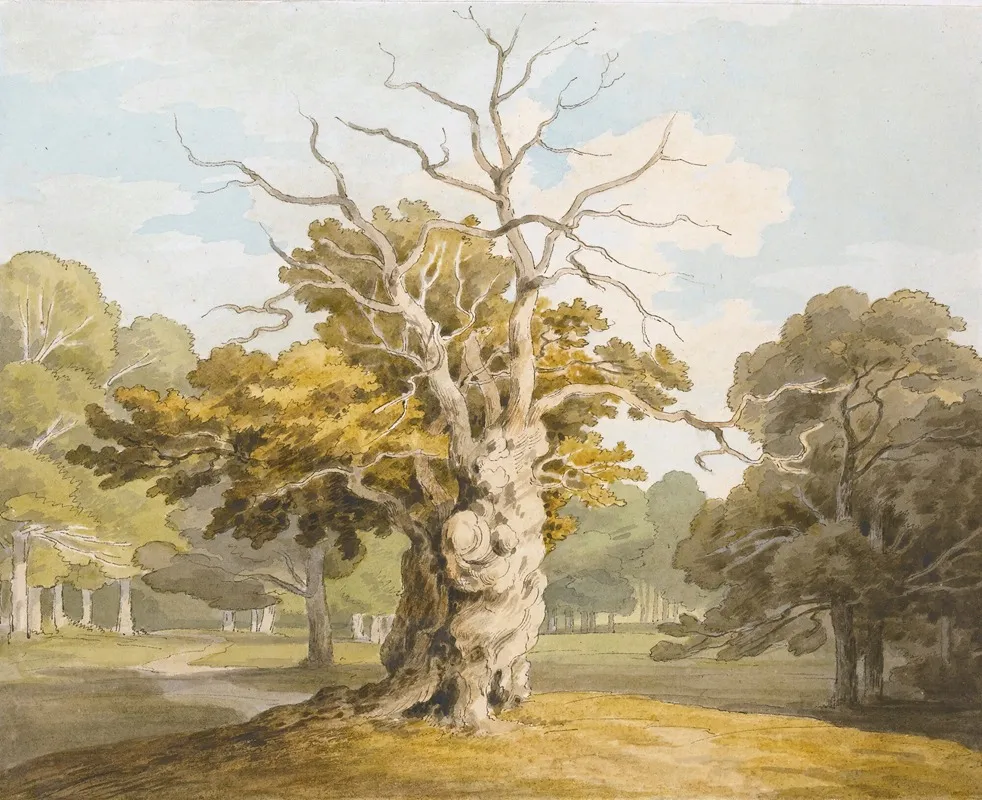 An Oak At Kedleston Hall Derbyshire