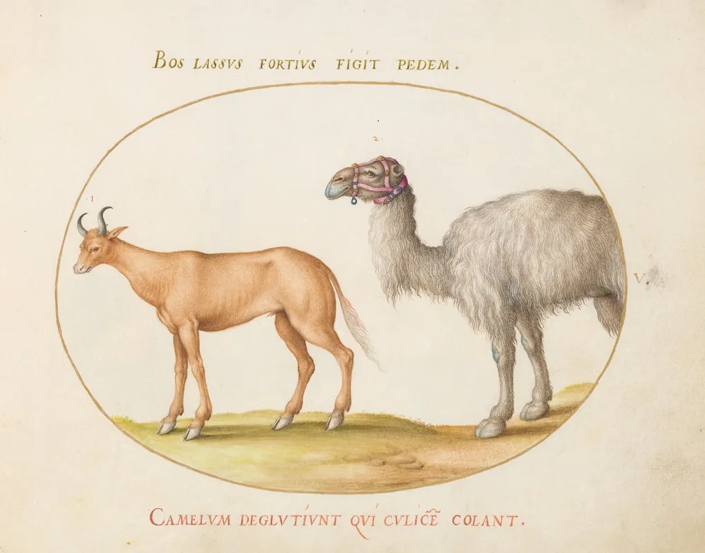An Ox And A Camel