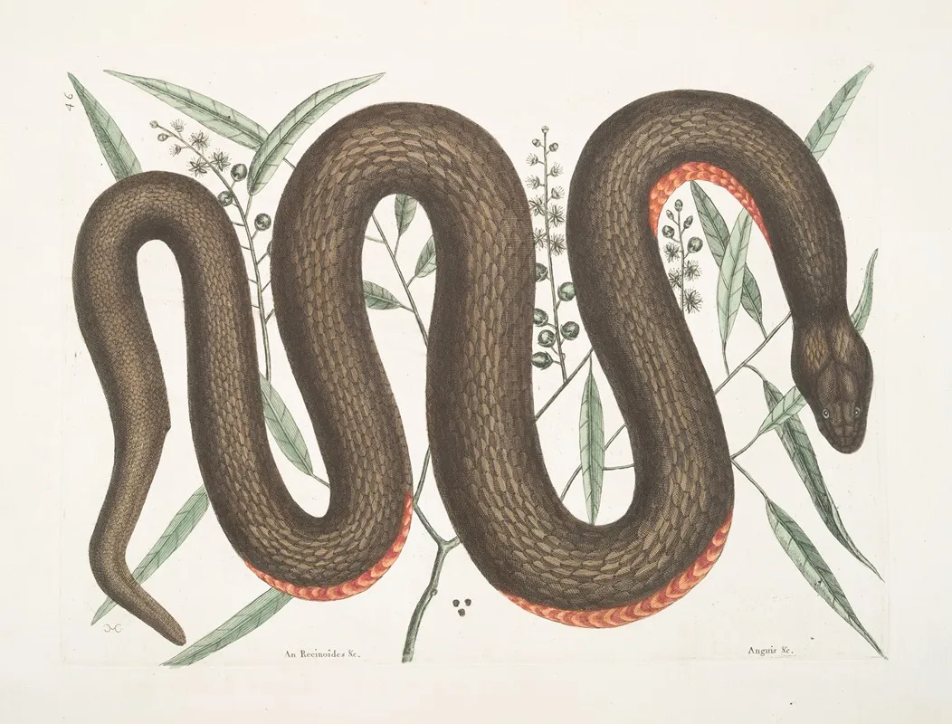 An Recinoides Anguis The Copper Belly Snake Wall Art by Mark Catesby - High-Resolution Digital Print