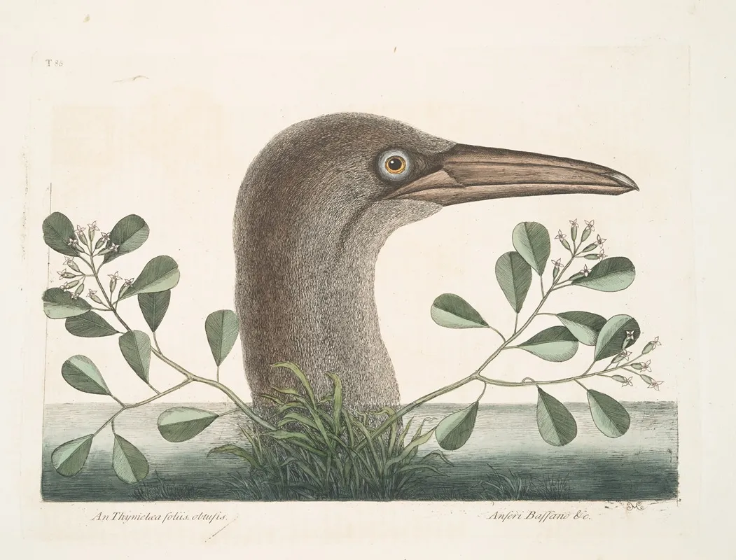 An Thymelaea Foliis Obtusis Anseri Bassano C The Great Booby Wall Art by Mark Catesby - High-Resolution Digital Print