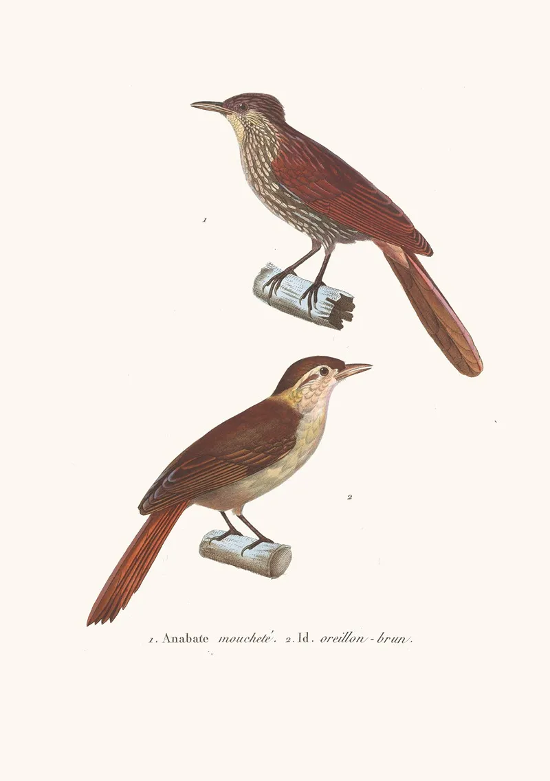 Anabate Mouchete Wall Art by Coenraad Jacob Temminck - High-Resolution Digital Print
