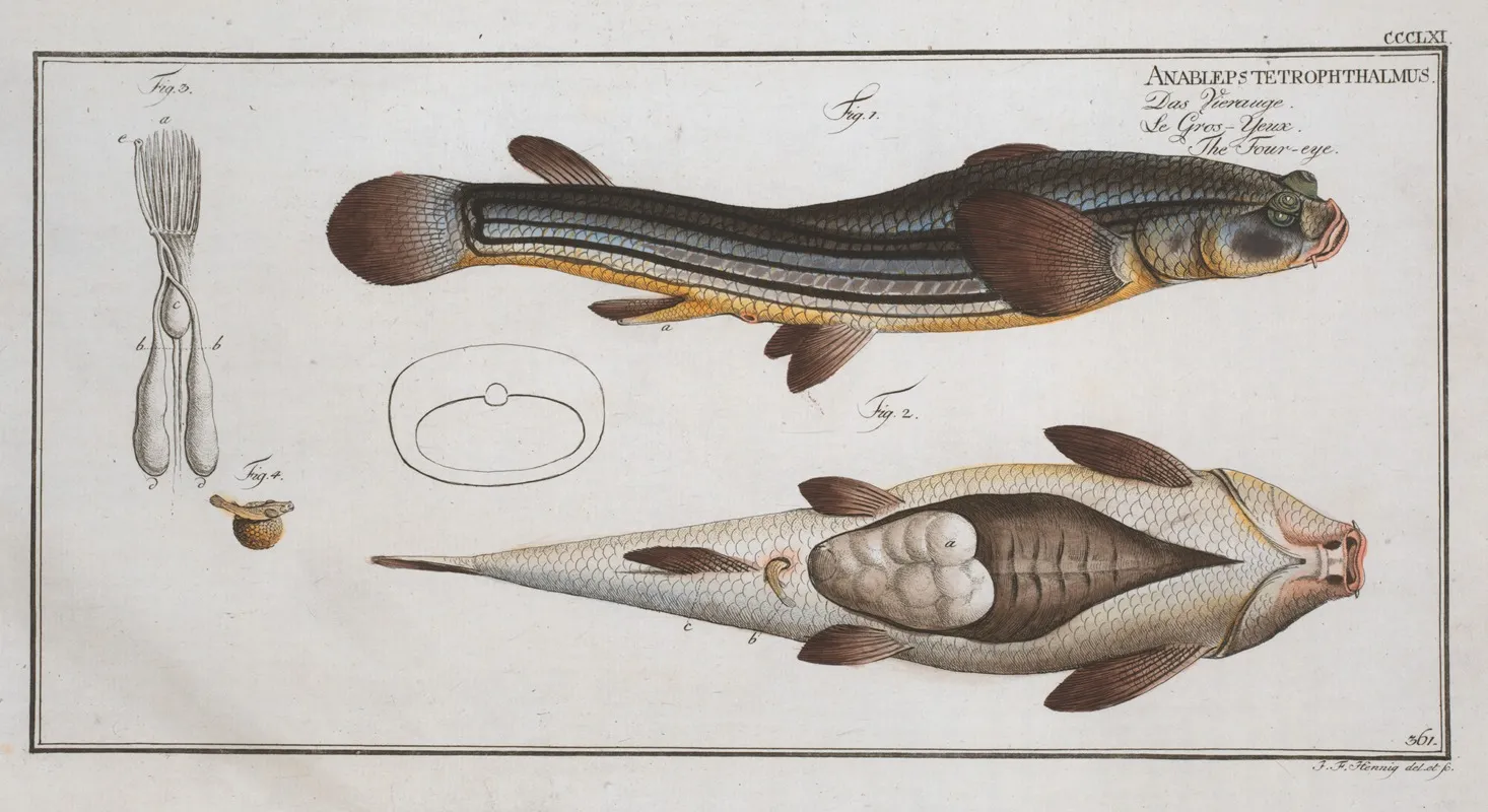 Anableps Tetrophthalmus The Four Eye Wall Art by Marcus Elieser Bloch - High-Resolution Digital Print