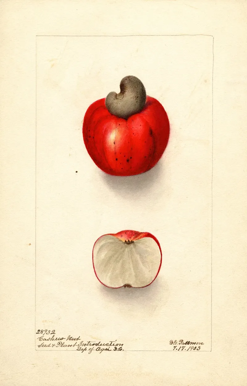 Anacardium Occidentale 2 Wall Art by Deborah Griscom Passmore - High-Resolution Digital Print