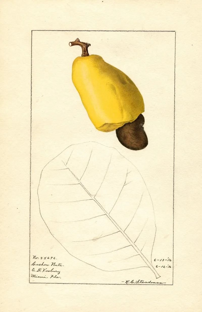 Anacardium Occidentale 3 Wall Art by Royal Charles Steadman - High-Resolution Digital Print