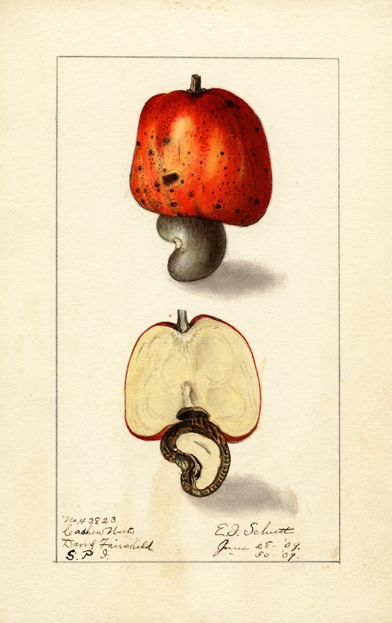 Anacardium Occidentale Wall Art by Ellen Isham Schutt - High-Resolution Digital Print
