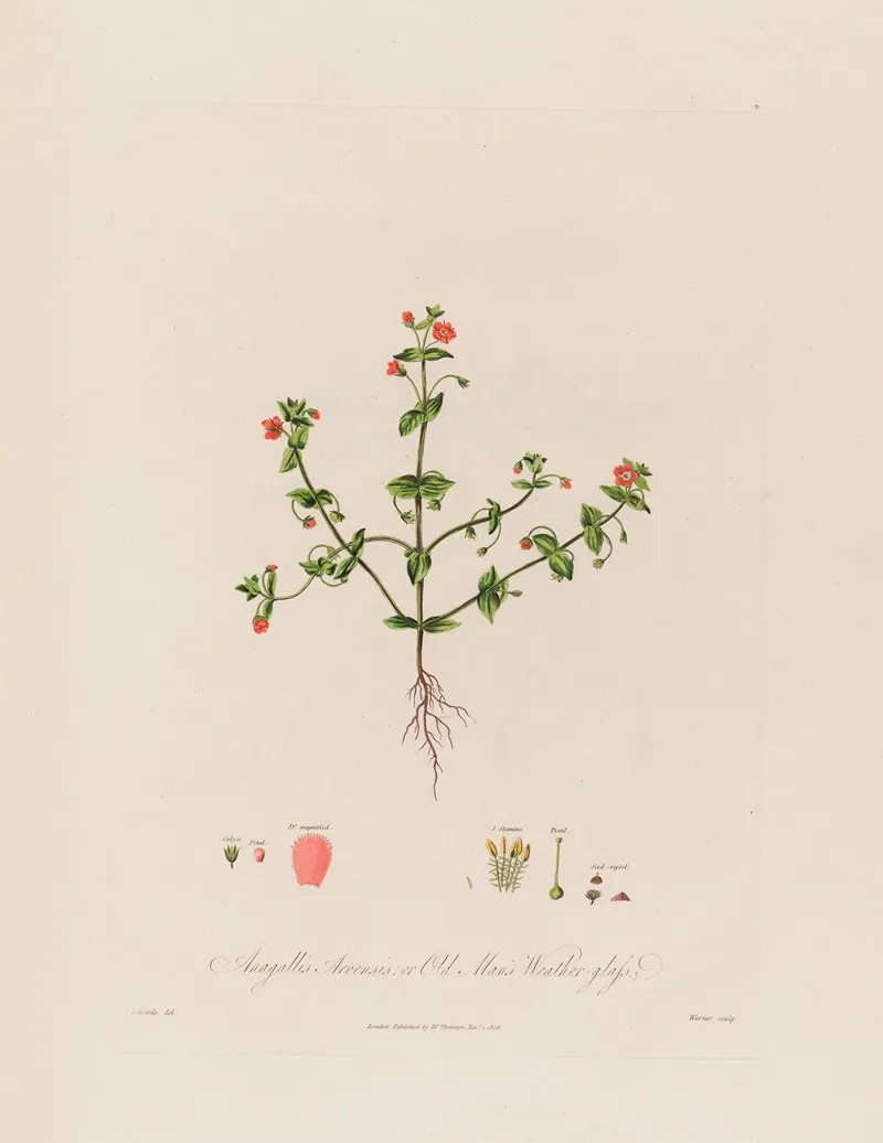 Anagallis Arvensis Or Old Mans Weather Glass Wall Art by Robert John Thornton - High-Resolution Digital Print