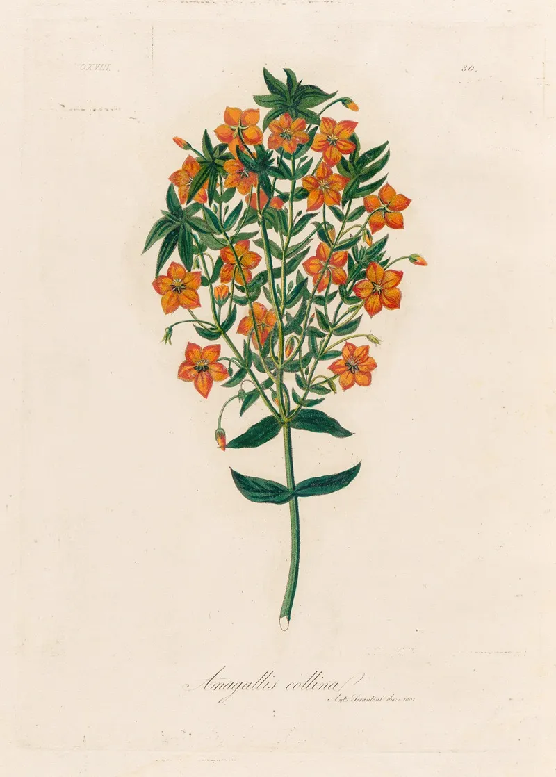 Anagallis Collina Wall Art by Gaetano Savi - High-Resolution Digital Print